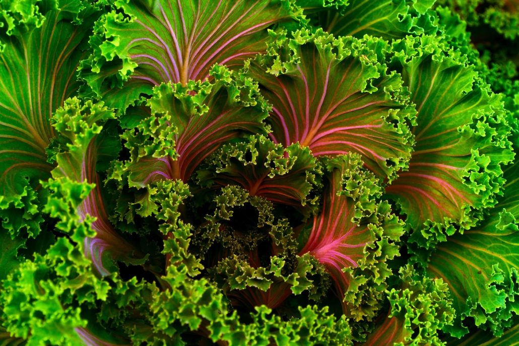 Close-up of a curly ornamental cabbage leaf with green edges and pink-red veining, vivid and textured