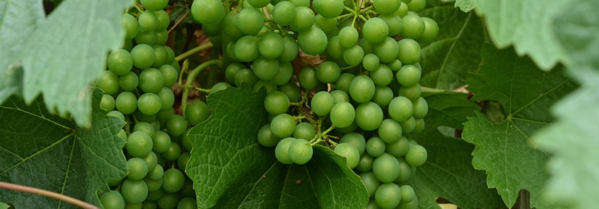 Cluster of green unripe grapes on the vine surrounded by green leaves